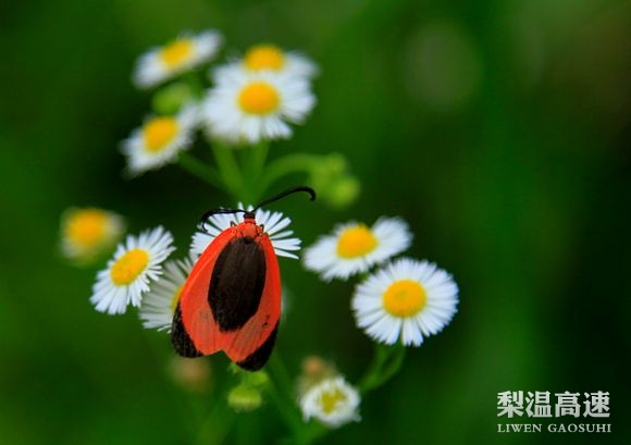 花与虫